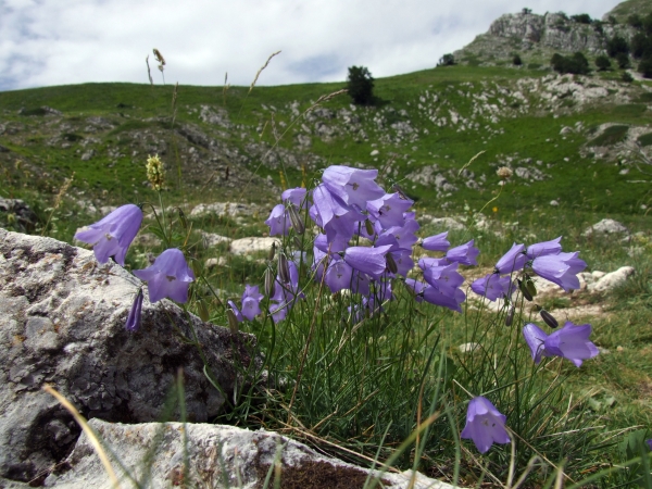 Campanula scheuchzeri / Campanula di Scheuchzer